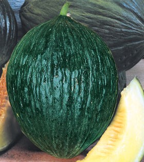 MELONE VALENCIANO PRECOCE GR.50